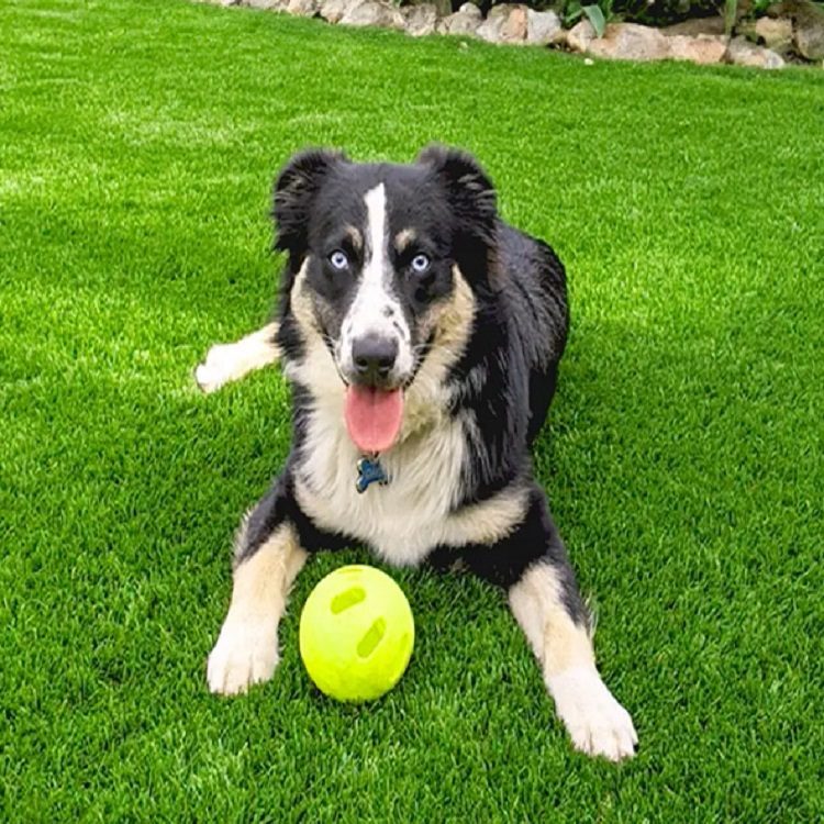 Artificial Grass for Pets