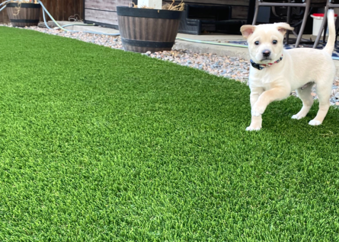 blog-post-best-artificial-turf-grass-pet-turf-for-dogs-1-1024x576